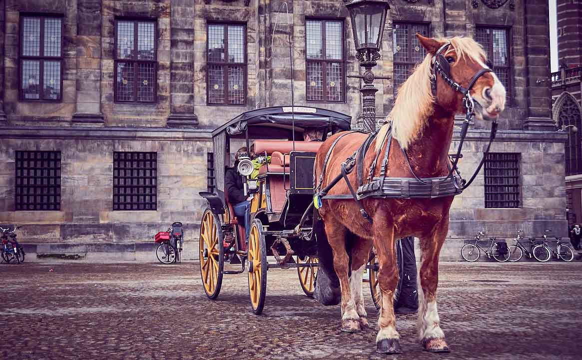 Horse and Carriage