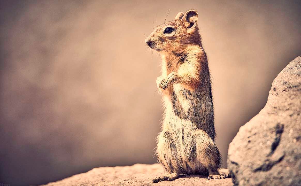 Chipmunk