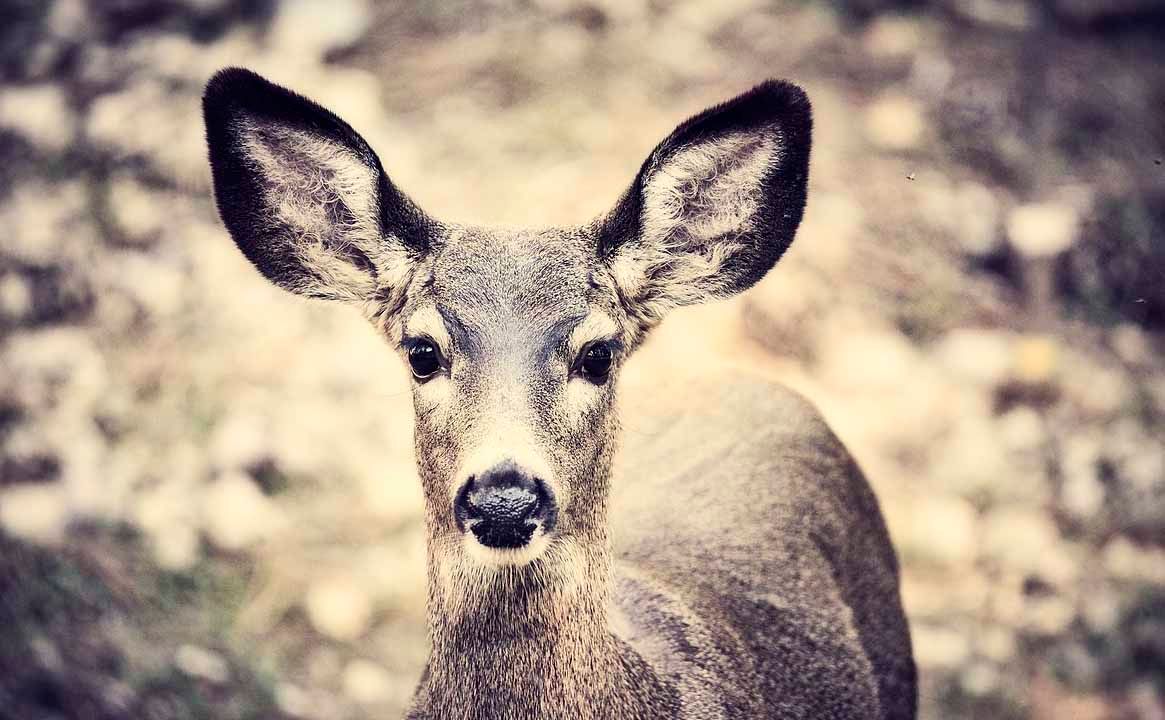 White-tail deer