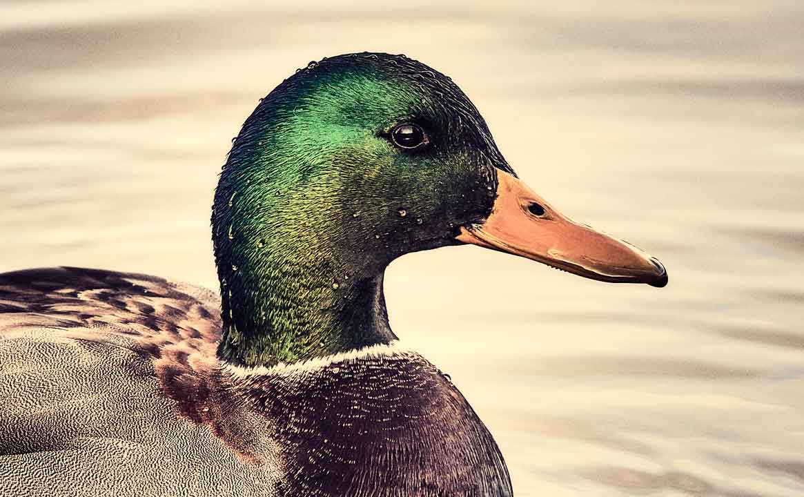 Mallard Duck