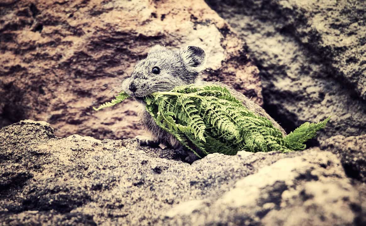 American Pika