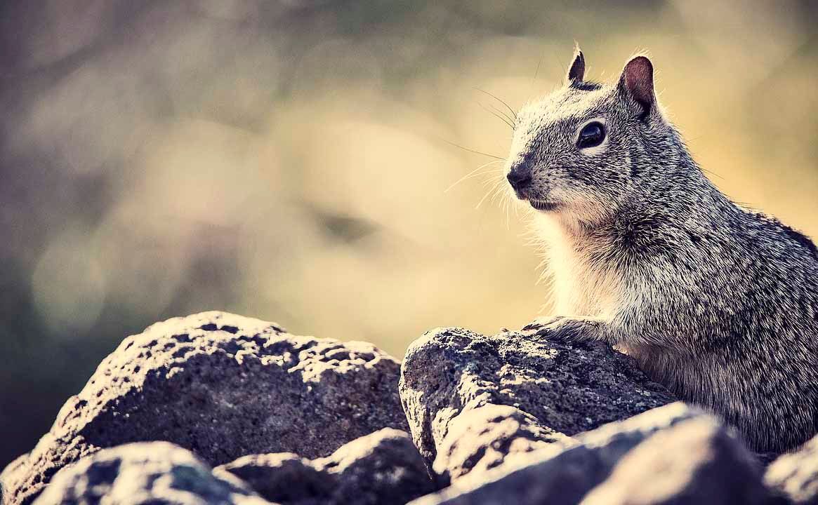 Squirrel